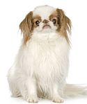 Japanese Chin puppies for sale