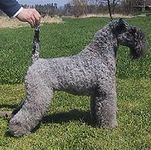 Kerry Blue Terrier puppies for sale