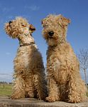 Lakeland Terrier puppies for sale