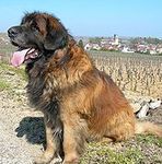 Leonberger  puppies for sale