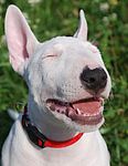 Miniature Bull Terrier puppies for sale