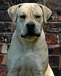 South African Boerboel puppies for sale