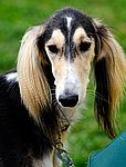 Saluki puppies for sale