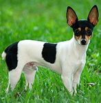 Toy Fox Terrier puppies for sale