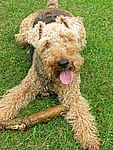 Welsh Terrier puppies for sale