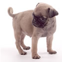 Breeders Club - Puppies & Dogs for Sale