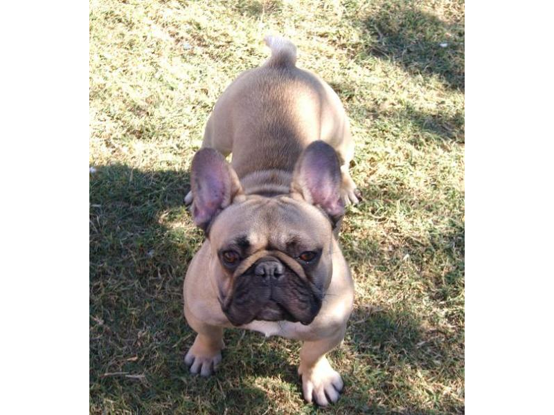 Puppies for sale French Bulldog, French Bulldogs