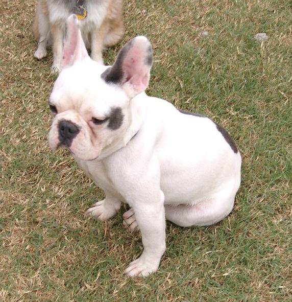 Puppies for sale French Bulldog, French Bulldogs