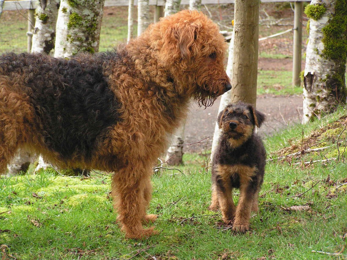 Airedale Terrier, AKC Oorang Airedales 