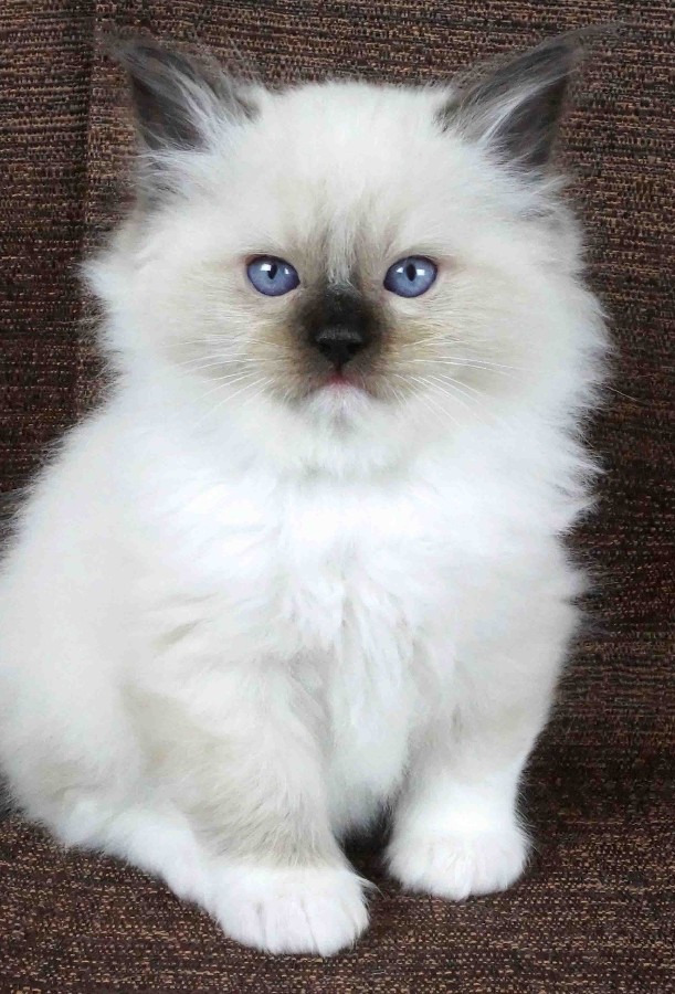 Cats for sale - Ragdolls - in Dunnellon, Florida