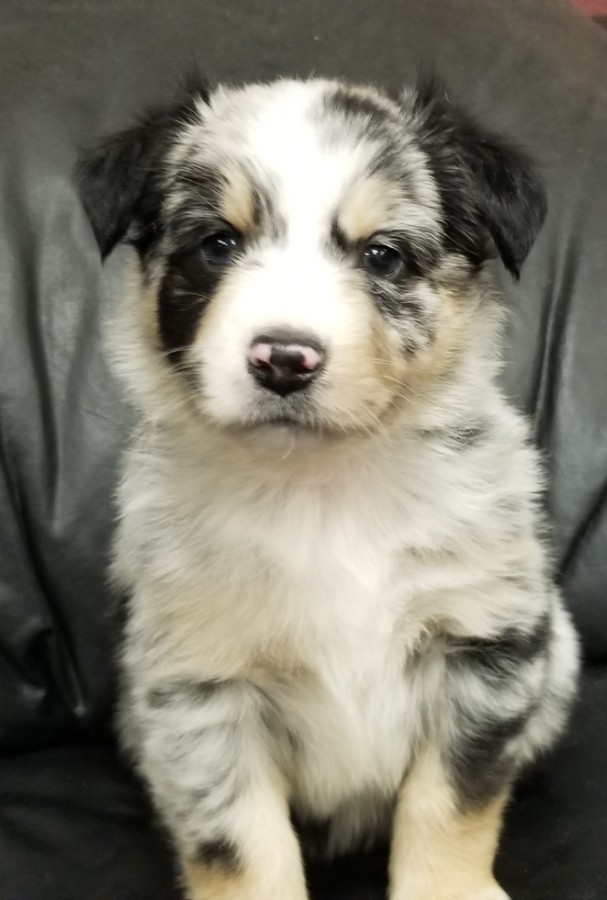 Puppies for sale - Miniature Australian Shepherd, Miniature Australian ...