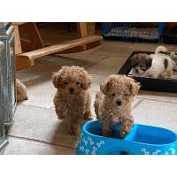 Dogs and Puppies for sale