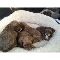 Puppies for sale - Yorkiepoo, Yorkiepoos, Yorkipoos - ##f_category## in ...