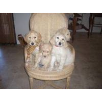 Puppies for sale - Goldendoodle, Goldendoodles - ##f ...