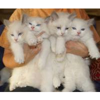 available ragdoll kittens