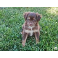 Puppies for sale - Miniature Australian Shepherd ...