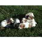 Brittany puppies for sale