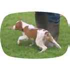Brittany puppies for sale
