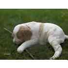 Brittany puppies for sale