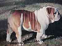 Victorian Bulldog puppies for sale