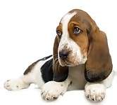 Basset Hound puppies for sale - Basset Hound breeders