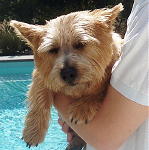 Norwich Terrier puppies for sale