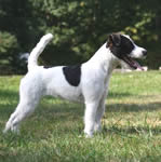 Parson Russell Terrier puppies for sale