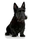 Scottish Terrier puppies for sale
