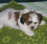 Yorkichon puppies for sale