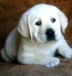 Labrador Retriever puppies for sale