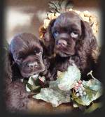 American Cocker Spaniel puppies for sale