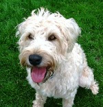 Soft Coated Wheaten Terrier puppies for sale
