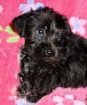 Schnoodle puppies for sale