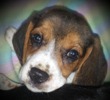Beagle puppies for sale - Beagle breeders