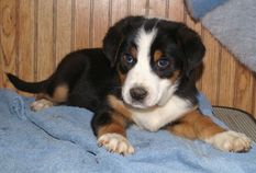 Greater Swiss Mountain Dog puppies for sale